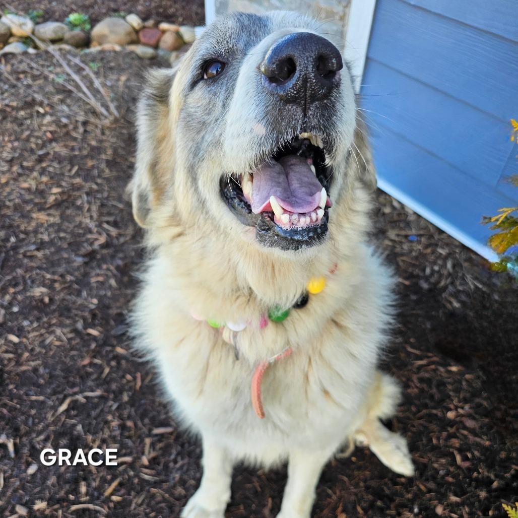 Enlarge Grace, a Adoptable mixed breed in Madisonville, TN image 2/4