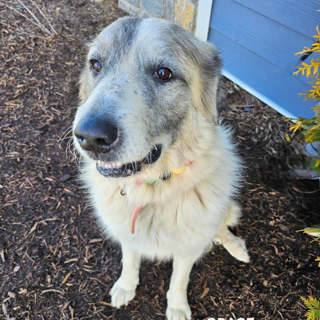 Enlarge Grace, a Adoptable mixed breed in Madisonville, TN image 3/4
