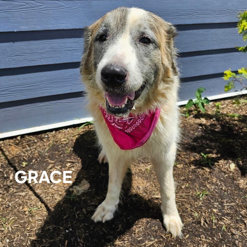 Enlarge Grace, a Adoptable mixed breed in Madisonville, TN image 4/4