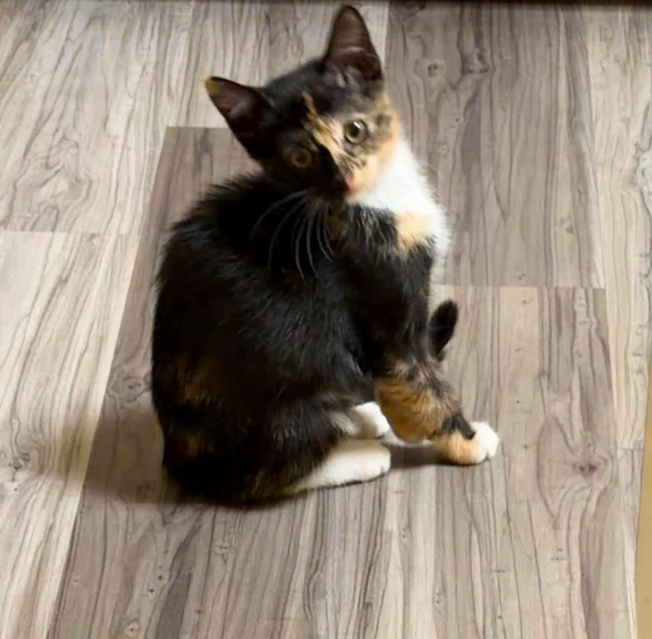Diva, ADOPTABLE, Kitten Female Calico.