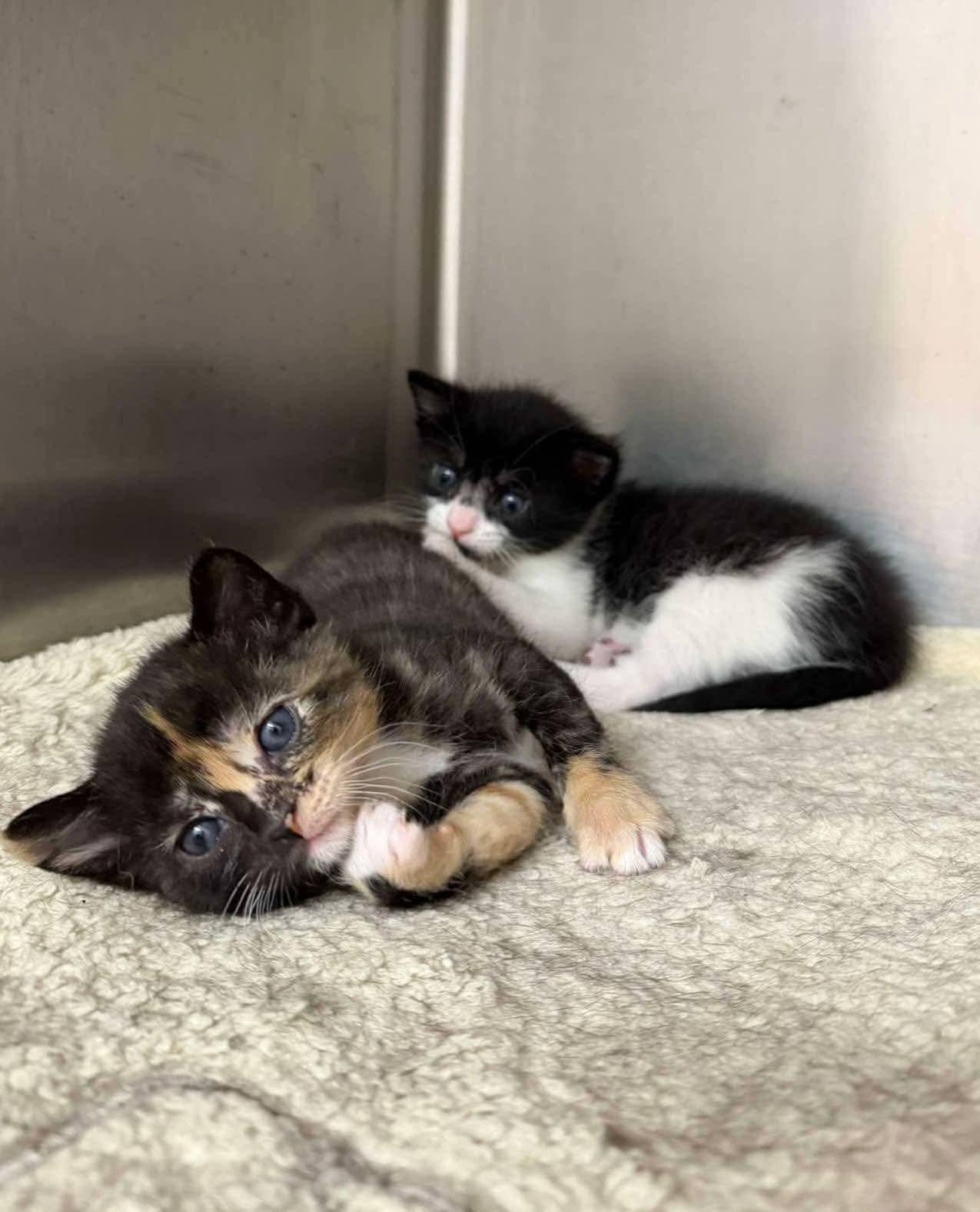 Diva, a ADOPTABLE Calico in Buford, GA image 4/5