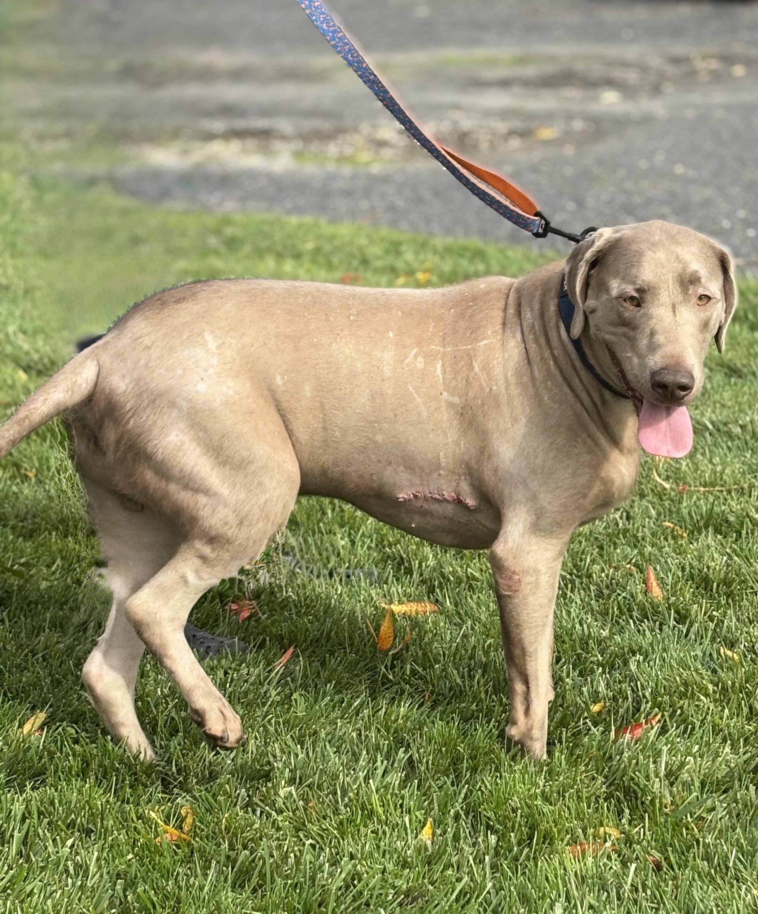 Enlarge Diesel, a Adoptable Labrador Retriever in Yuba City, CA image 3/5