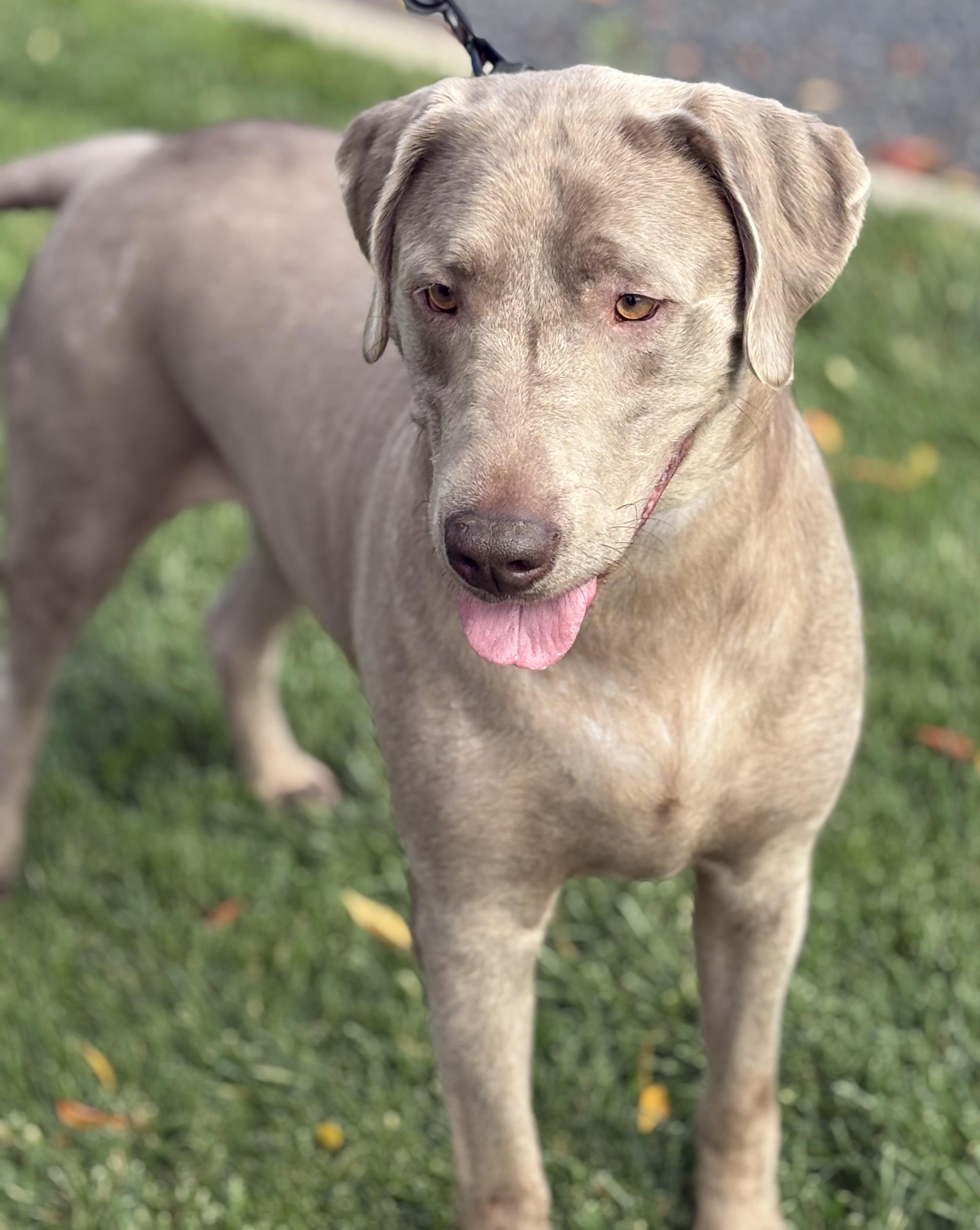 Enlarge Diesel, a Adoptable Labrador Retriever in Yuba City, CA image 4/5