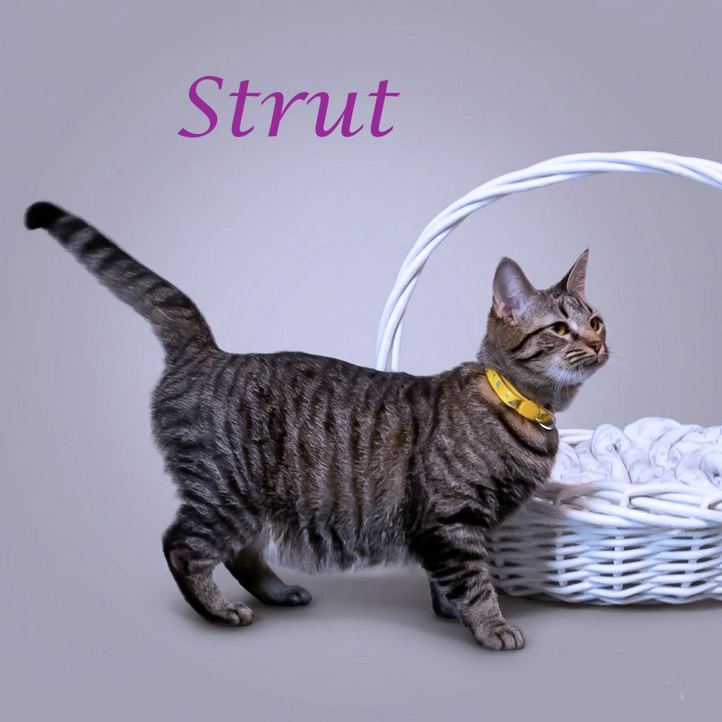 Strut C26-138, Adoptable, Adult Female Domestic Short Hair.