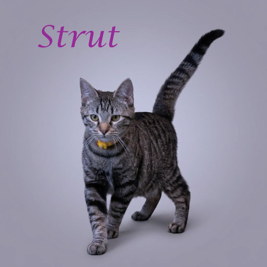 Strut C26-138, a Adoptable Domestic Short Hair in Lebanon, TN image 2/5