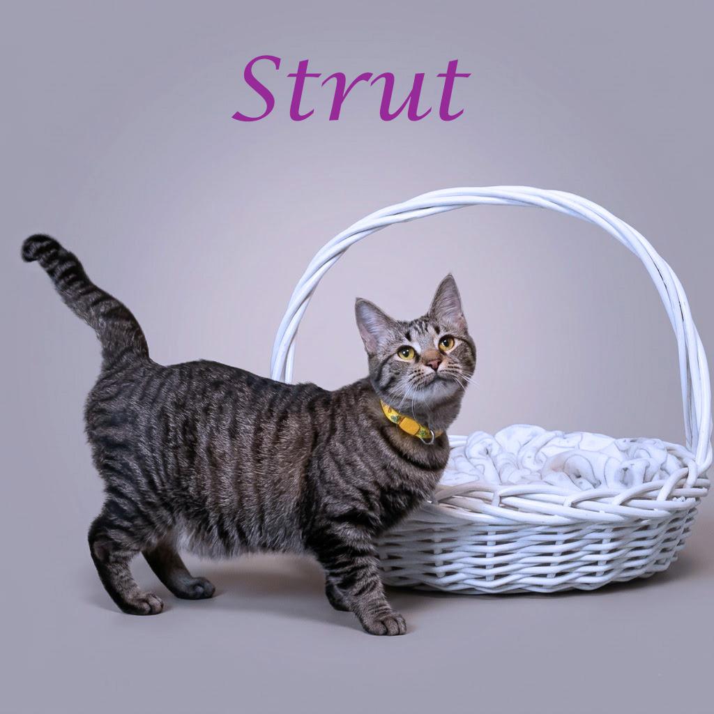 Strut C26-138, a Adoptable Domestic Short Hair in Lebanon, TN image 3/5