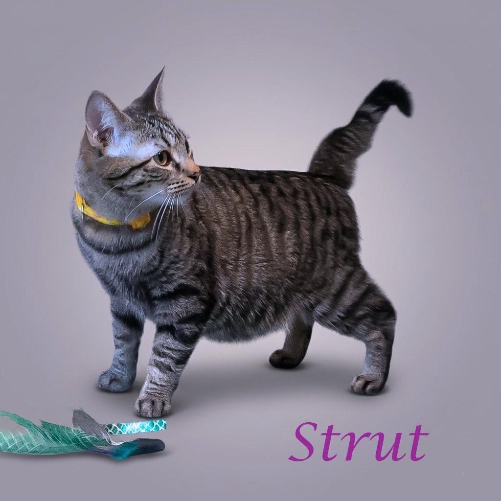 Strut C26-138, a Adoptable Domestic Short Hair in Lebanon, TN image 4/5