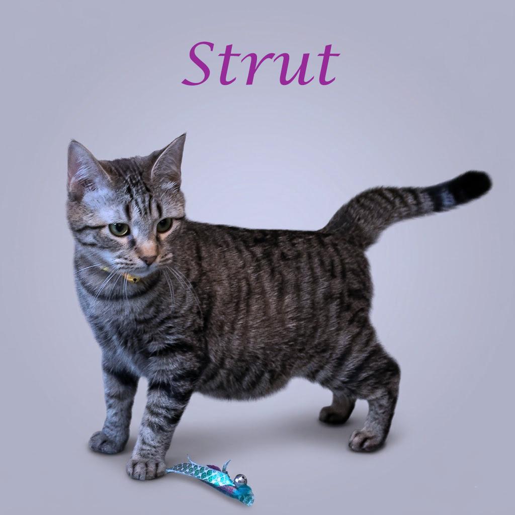 Strut C26-138, a Adoptable Domestic Short Hair in Lebanon, TN image 5/5