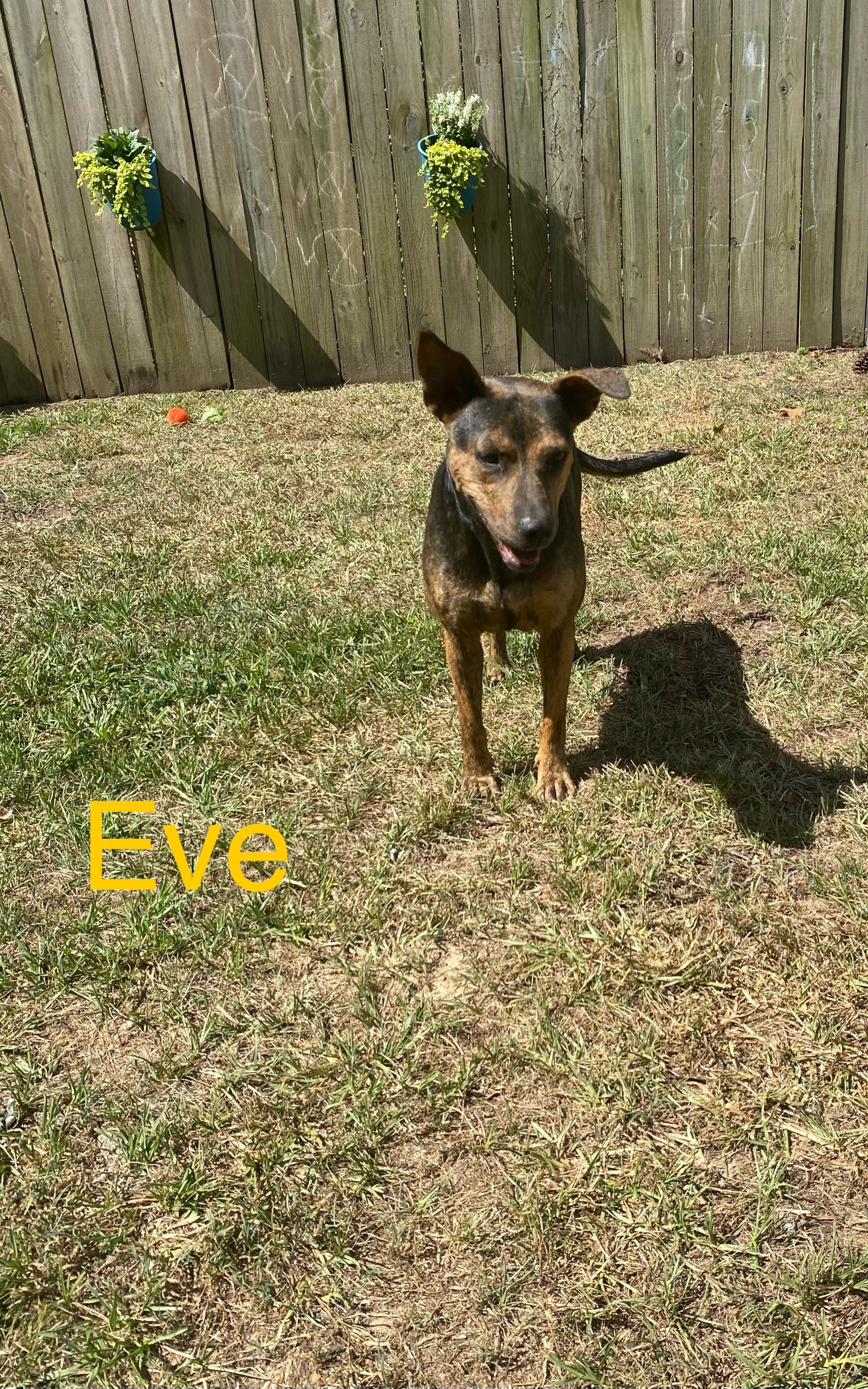 Eve