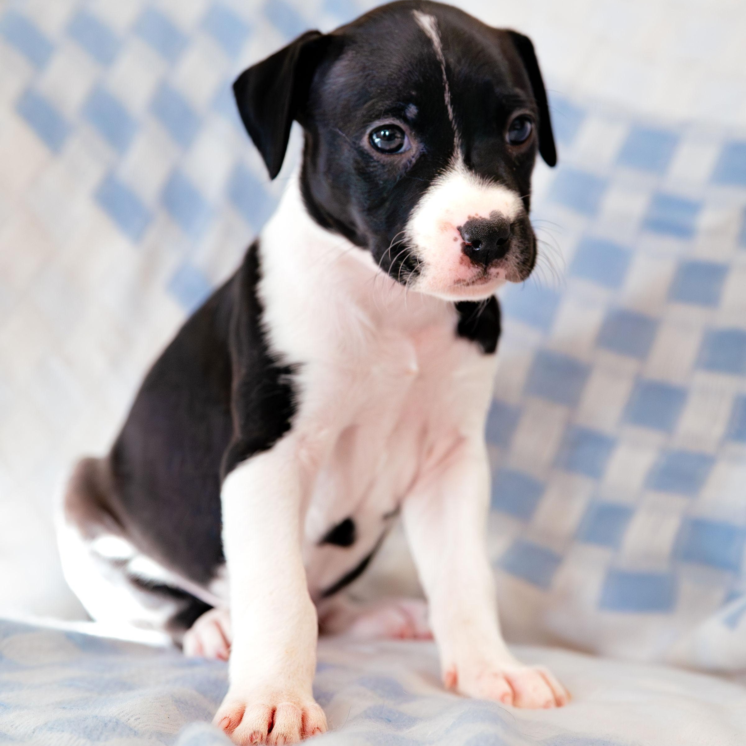 Enlarge Stargaze, a ADOPTABLE mixed breed in Rock Hill, SC image 2/5