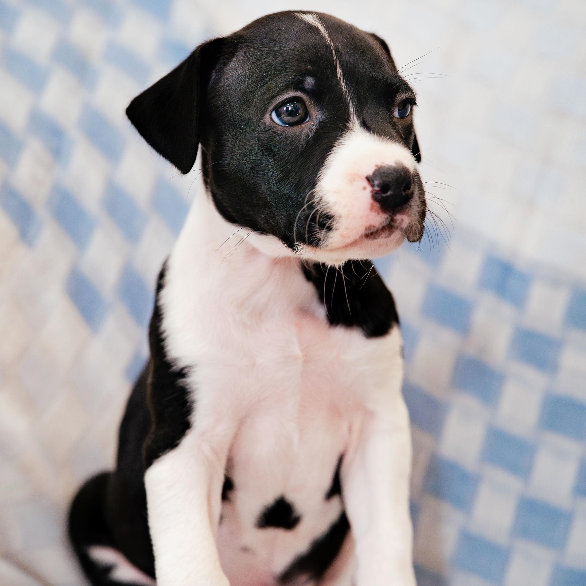 Enlarge Stargaze, a ADOPTABLE mixed breed in Rock Hill, SC image 4/5
