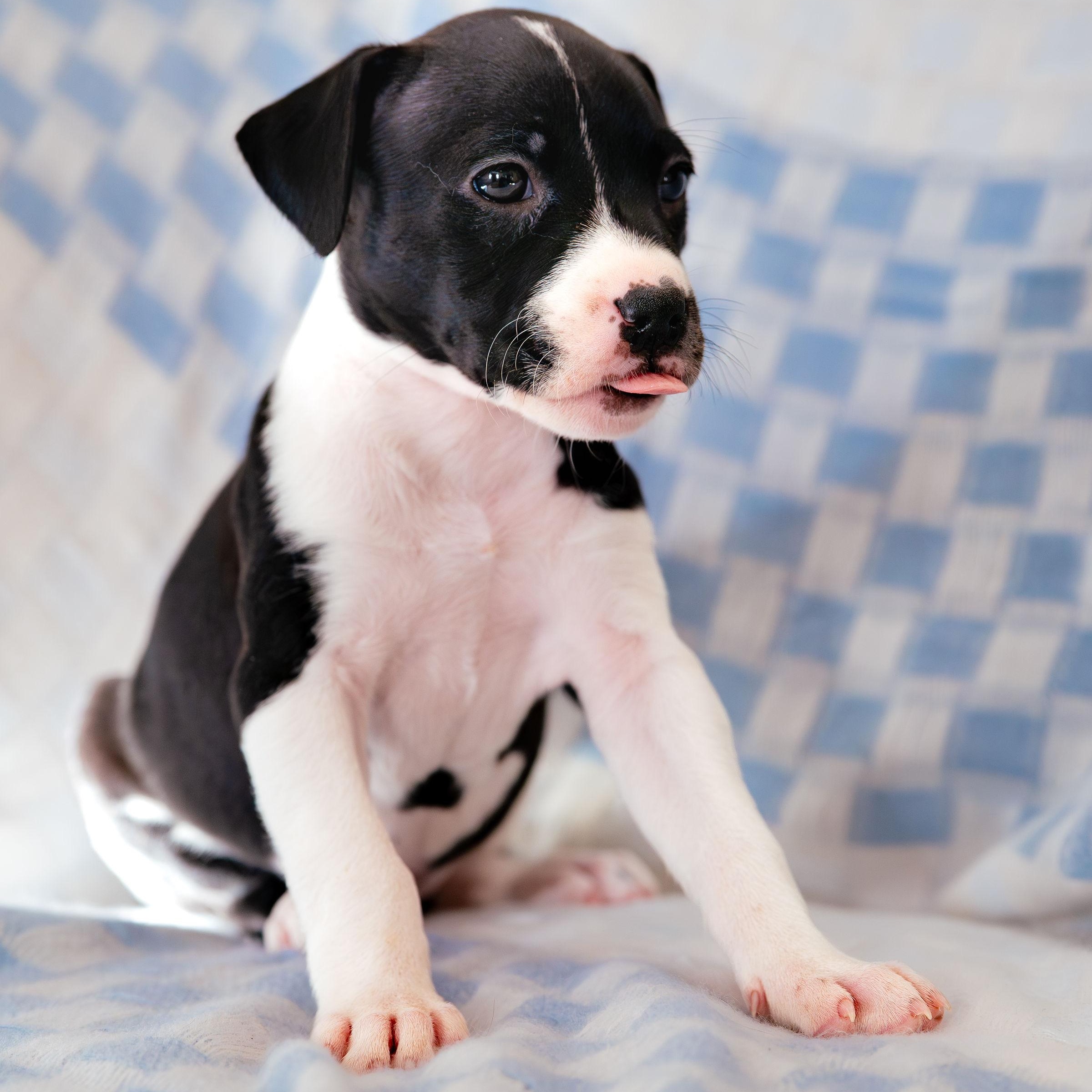 Enlarge Stargaze, a ADOPTABLE mixed breed in Rock Hill, SC image 5/5