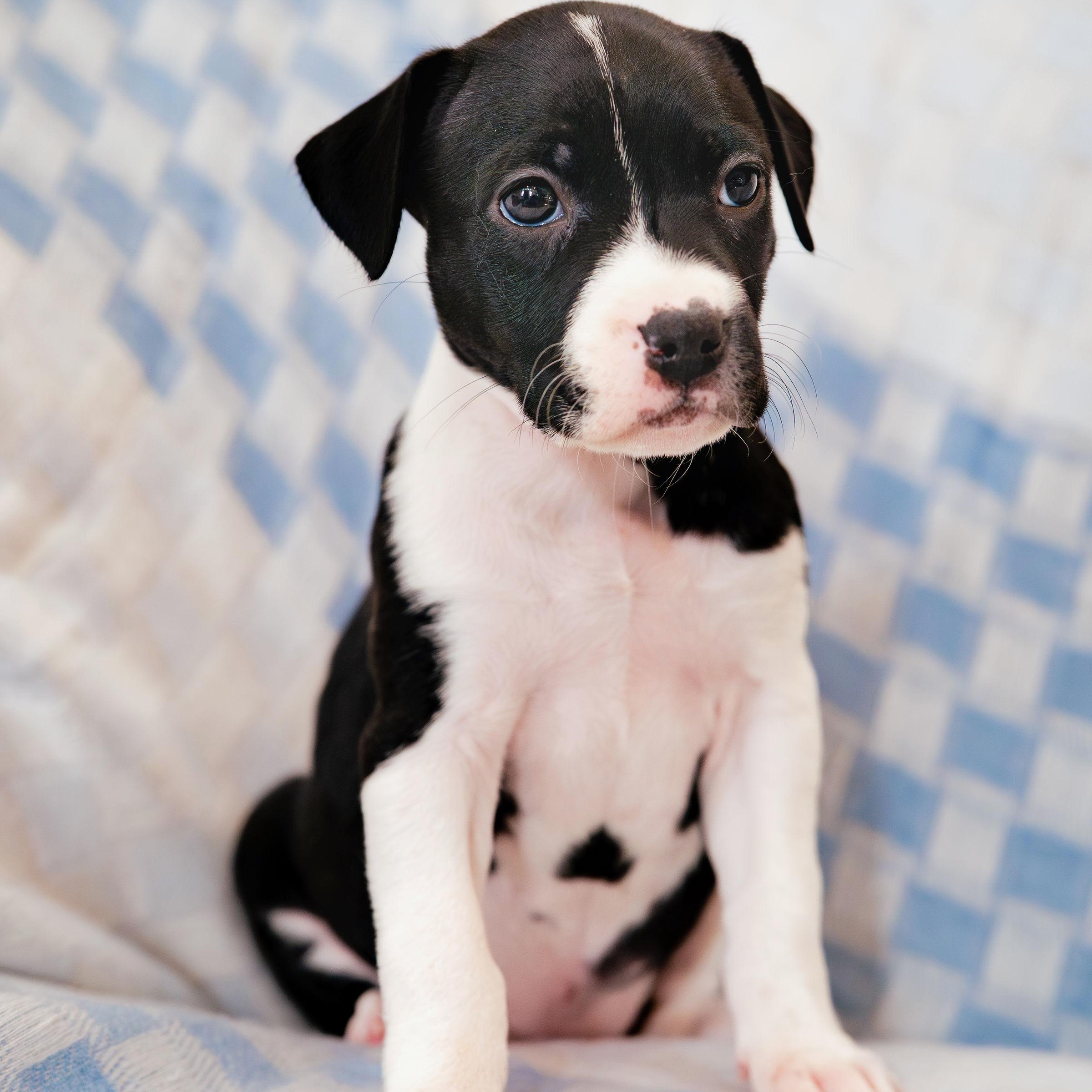 Enlarge Stargaze, a ADOPTABLE mixed breed in Rock Hill, SC image 3/5