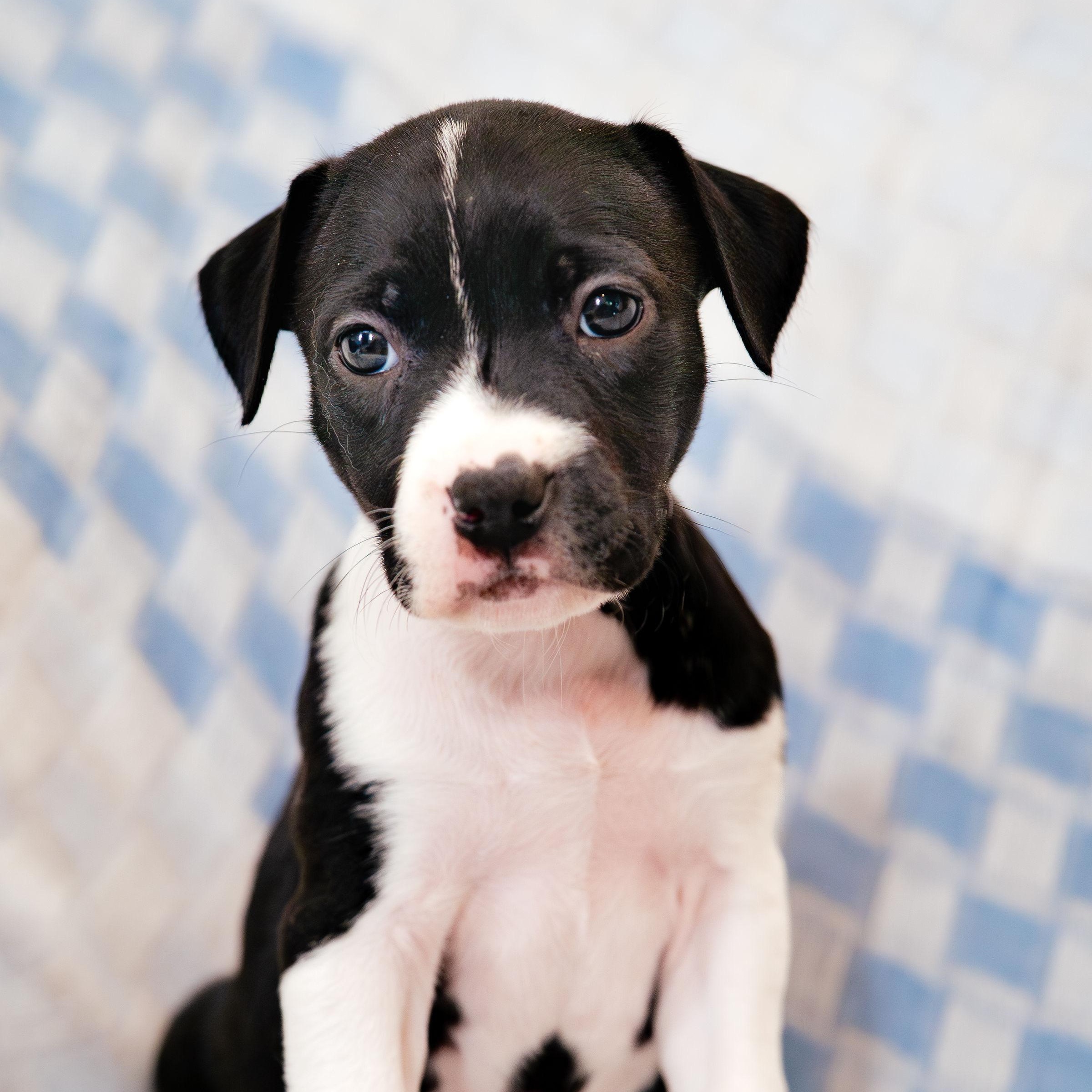 Stargaze, ADOPTABLE, Puppy Female German Shorthaired Pointer.