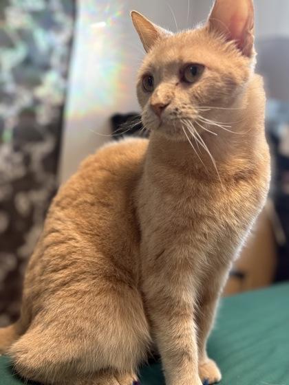 Gaston, a Adoptable mixed breed in Montreal, QC image 1/3