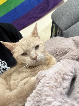 Gaston, Adoptable, Young Male Domestic Short Hair & Domestic Short Hair.
