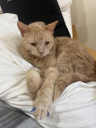 Gaston, a Adoptable mixed breed in Montreal, QC image 2/3