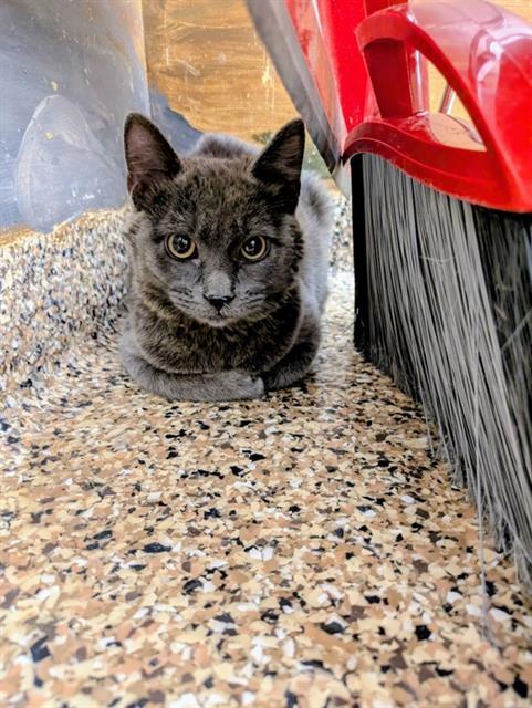 Enlarge LADY JANE, a Adoptable Domestic Short Hair in Frisco, CO image 1/1