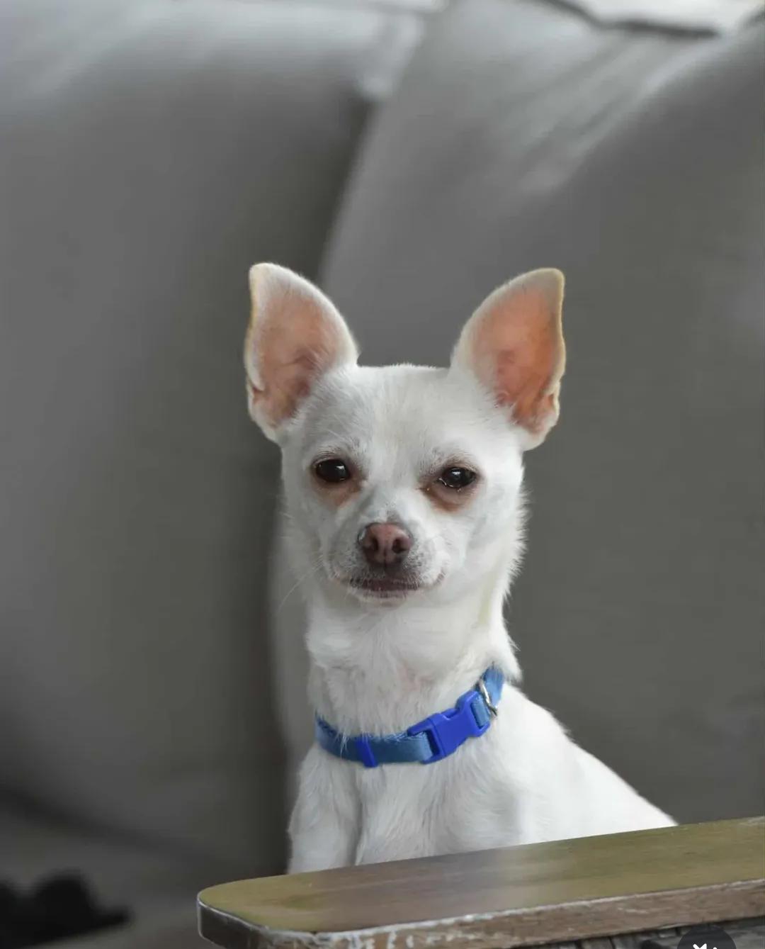Enlarge Bruiser, a Adoptable Chihuahua in Vacaville, CA image 1/2