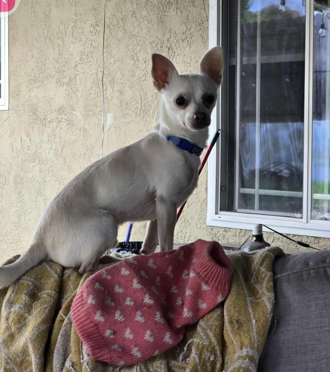 Enlarge Bruiser, a Adoptable Chihuahua in Vacaville, CA image 2/2