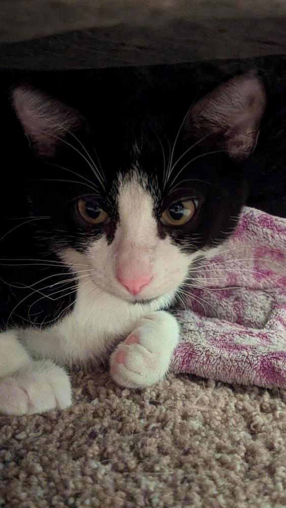 Hermes, Adoptable, Young Male Domestic Short Hair & Domestic Short Hair.