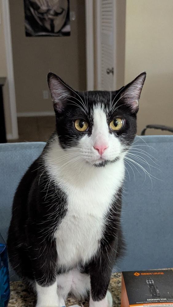 Enlarge Hermes, a Adoptable mixed breed in Dallas, TX image 2/5