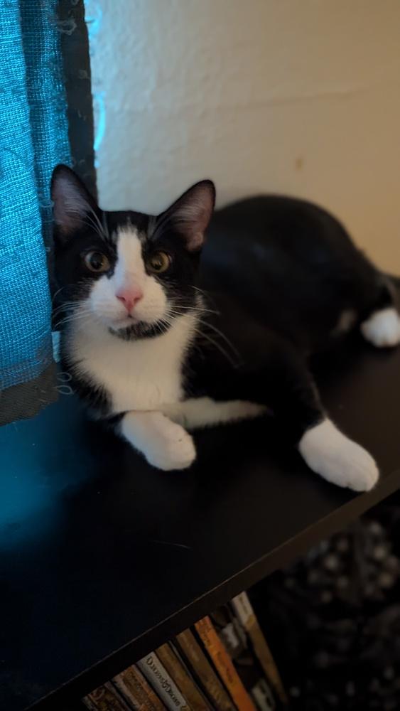 Enlarge Hermes, a Adoptable mixed breed in Dallas, TX image 3/5