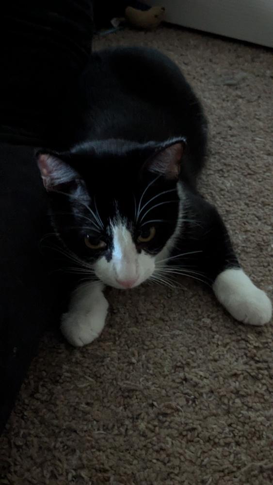 Enlarge Hermes, a Adoptable mixed breed in Dallas, TX image 4/5