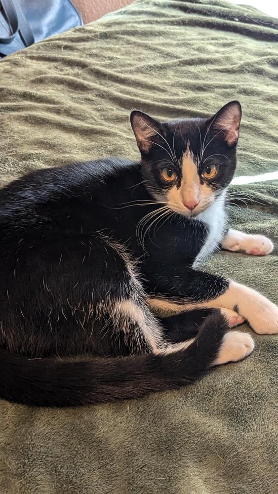 Enlarge Hermes, a Adoptable mixed breed in Dallas, TX image 5/5