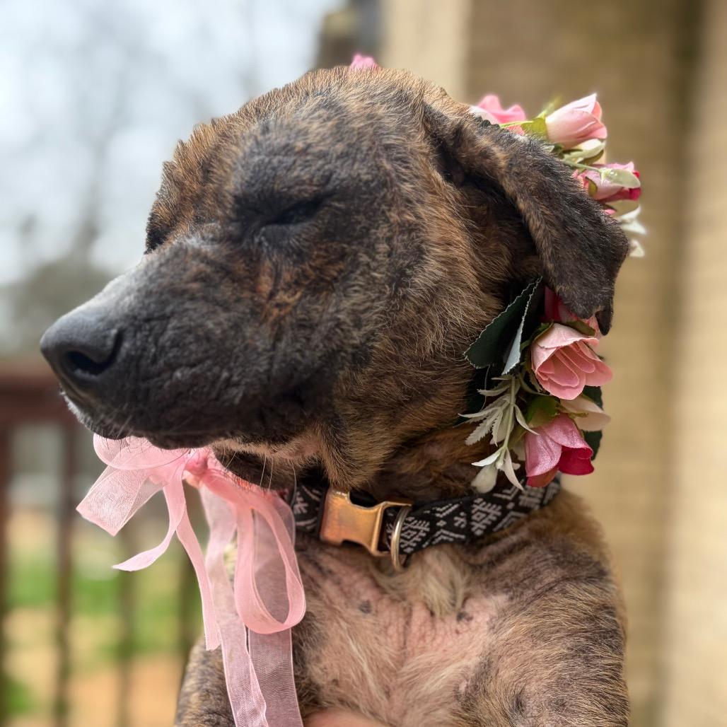 Rhonda Revival — thumbnail 2