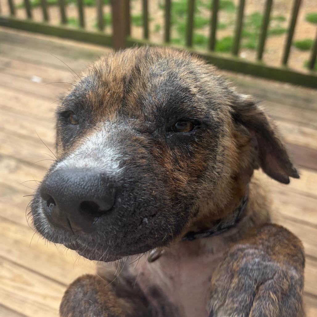 Rhonda Revival — thumbnail 3