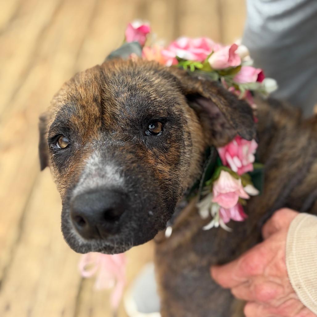 Rhonda Revival — thumbnail 4