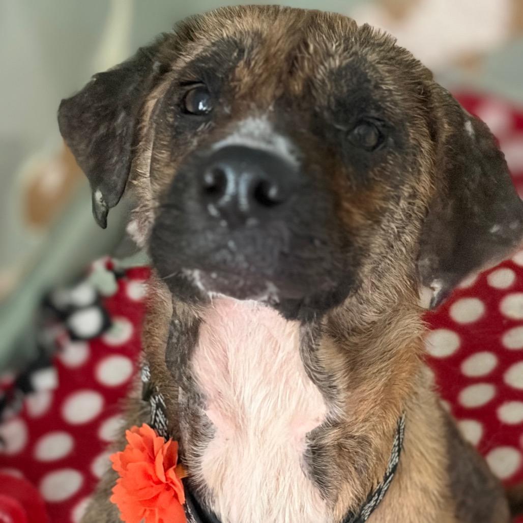 Rhonda Revival — thumbnail 5