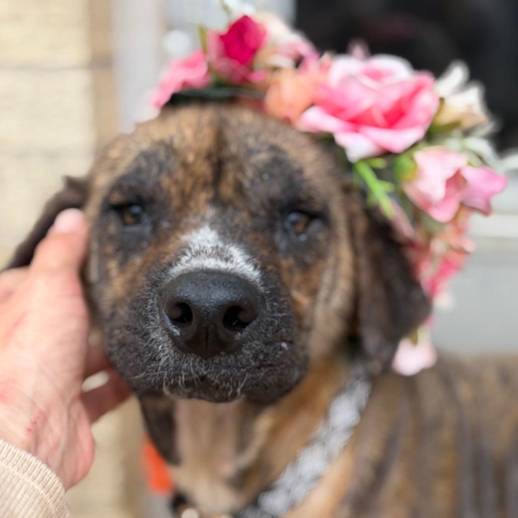 Rhonda Revival — thumbnail 6