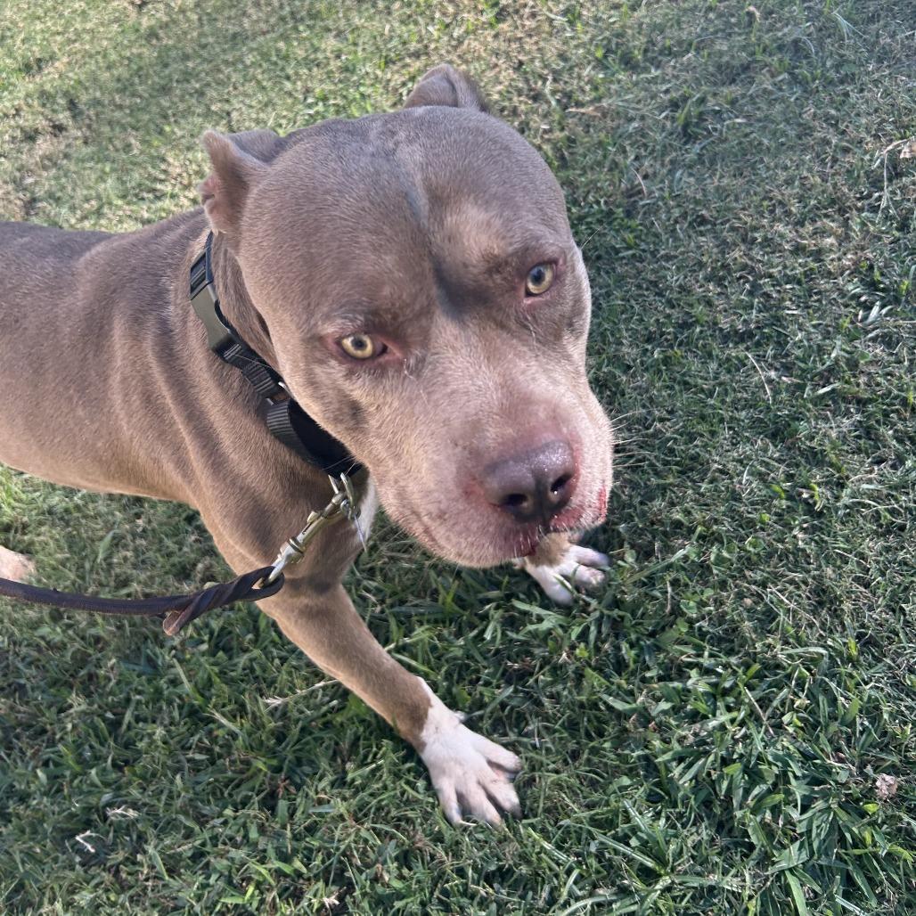 Juke, a Adoptable Mixed Breed in Auburn, AL image 1/6