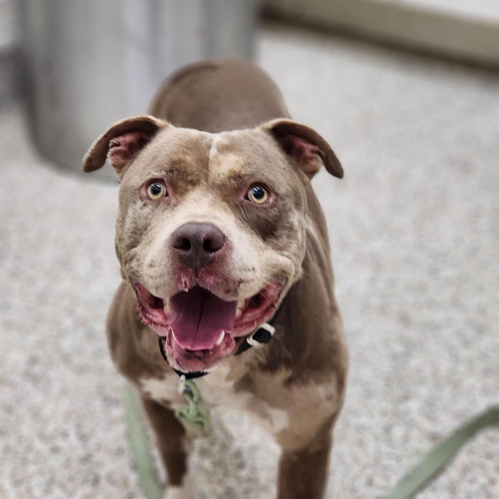 Juke, a Adoptable Mixed Breed in Auburn, AL image 2/6