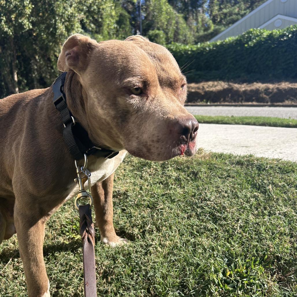 Juke, a Adoptable Mixed Breed in Auburn, AL image 3/6