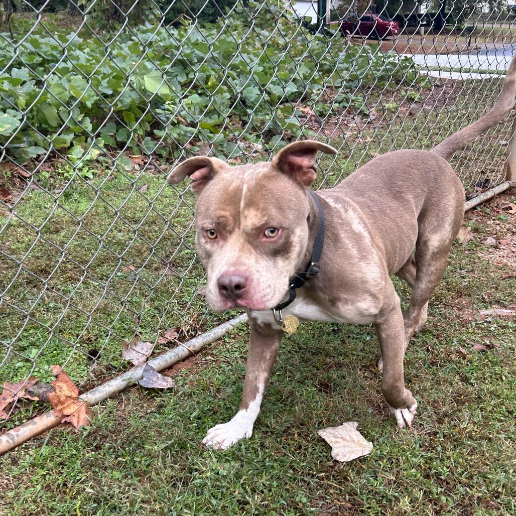 Juke, a Adoptable Mixed Breed in Auburn, AL image 4/6