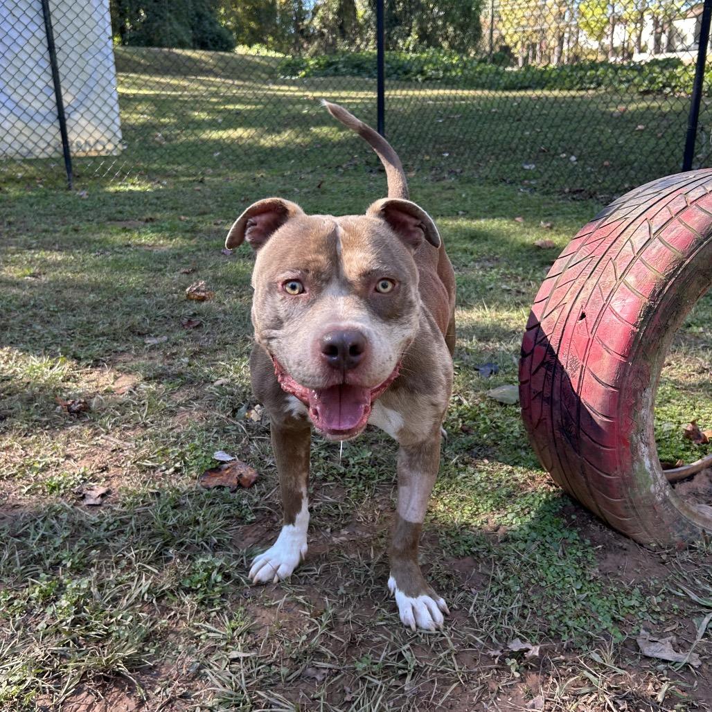 Juke, a Adoptable Mixed Breed in Auburn, AL image 5/6