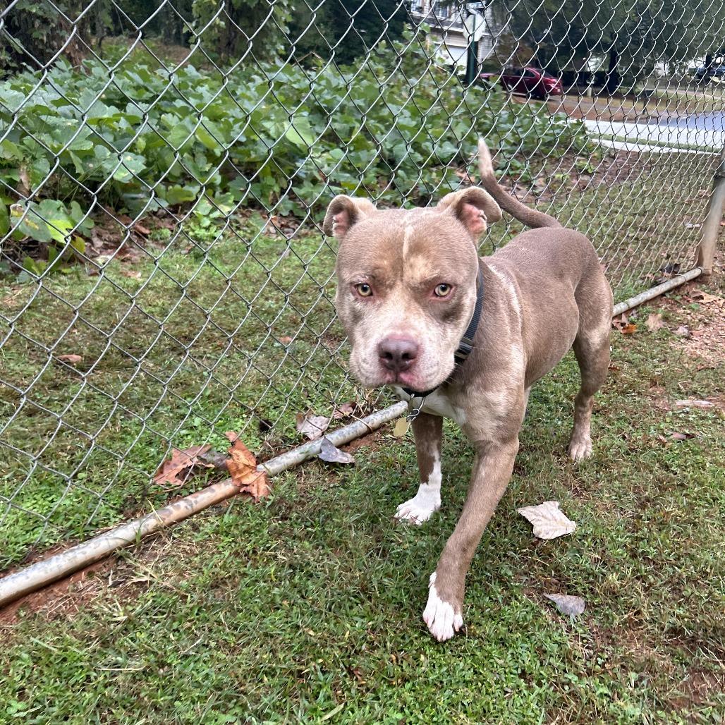 Juke, a Adoptable Mixed Breed in Auburn, AL image 6/6