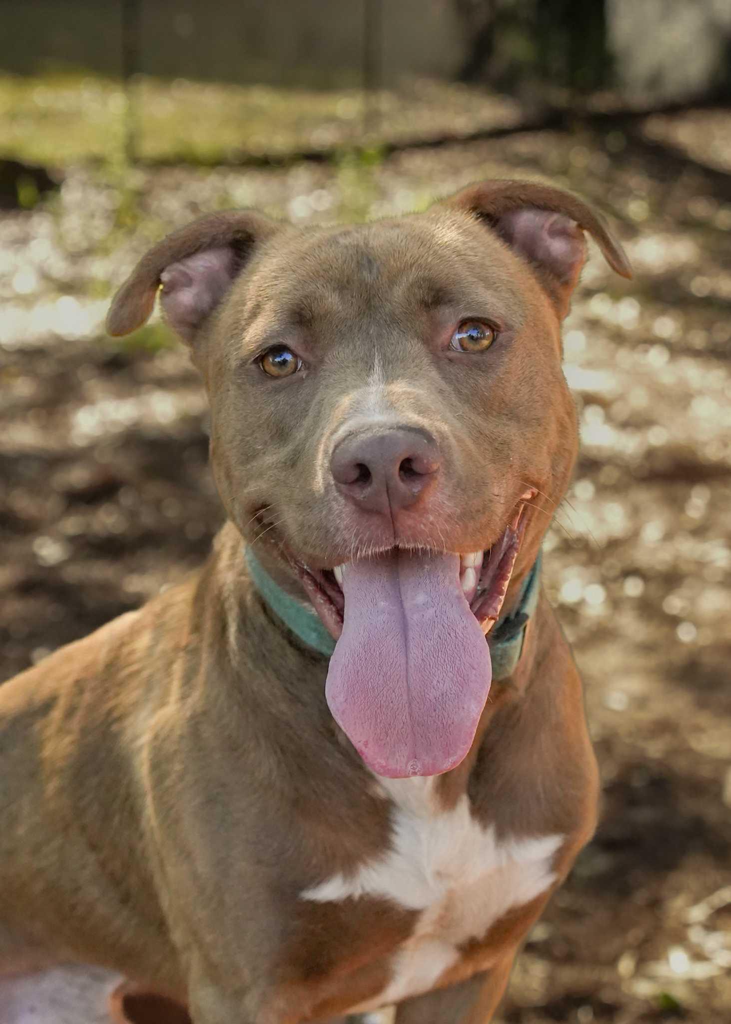 Evren 59491, ADOPTABLE, Adult Male Mixed Breed.