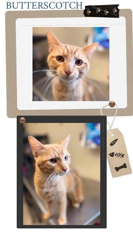 Enlarge Butterscotch, a Adoptable mixed breed in Rensselaer, IN image 1/1