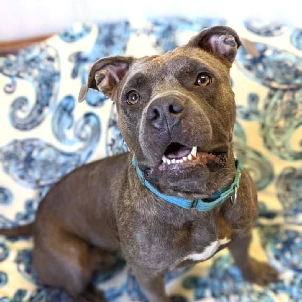 NALA BELL, Adoptable, Adult Female Pit Bull Terrier & Mixed Breed.