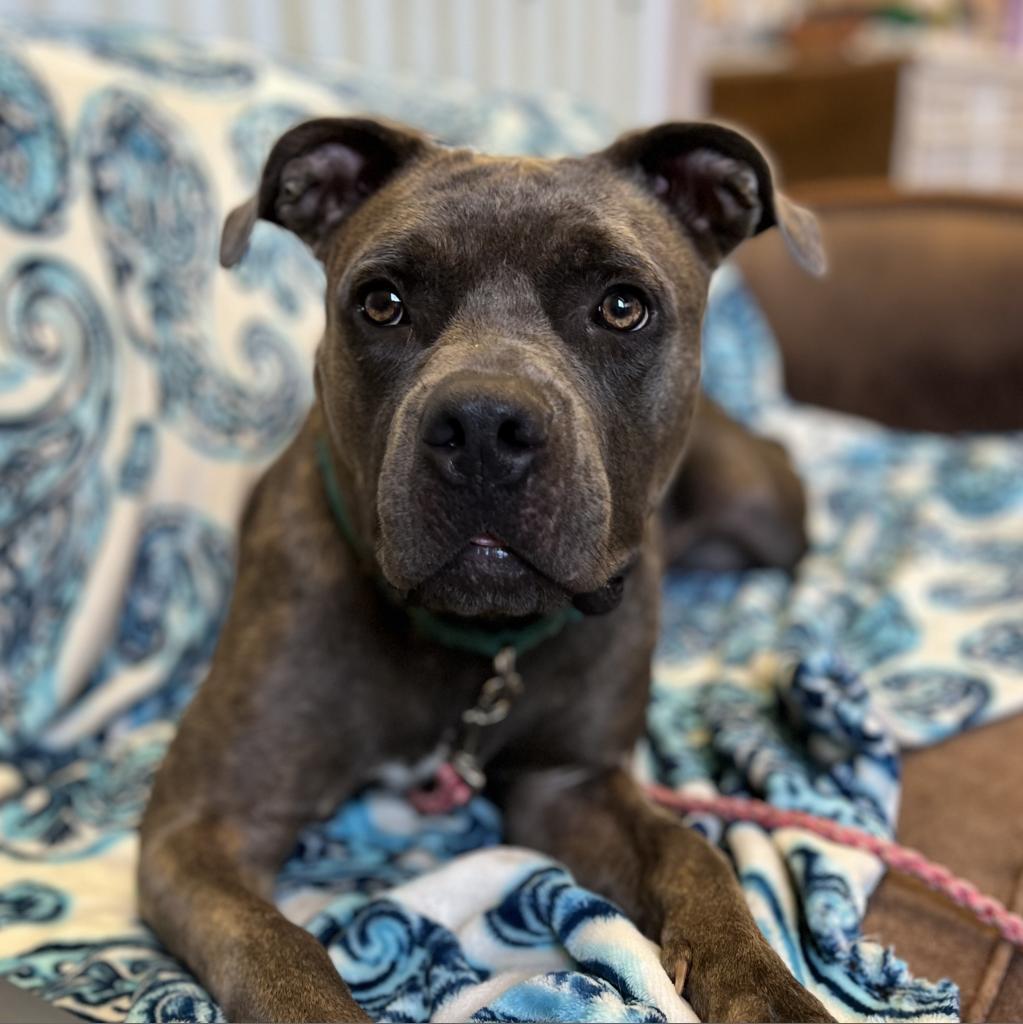 NALA BELL, Adoptable, Adult Female Pit Bull Terrier & Mixed Breed.
