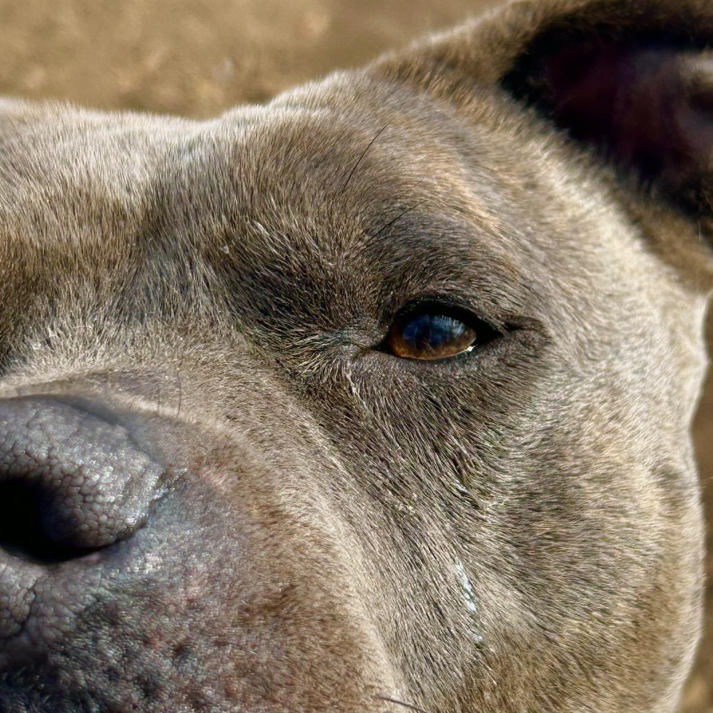 Enlarge NALA BELL, a Adoptable mixed breed in Kyle, TX image 4/6