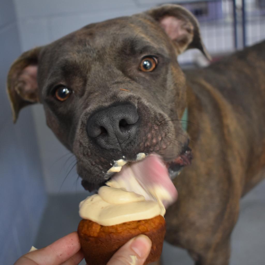 Enlarge NALA BELL, a Adoptable mixed breed in Kyle, TX image 4/6