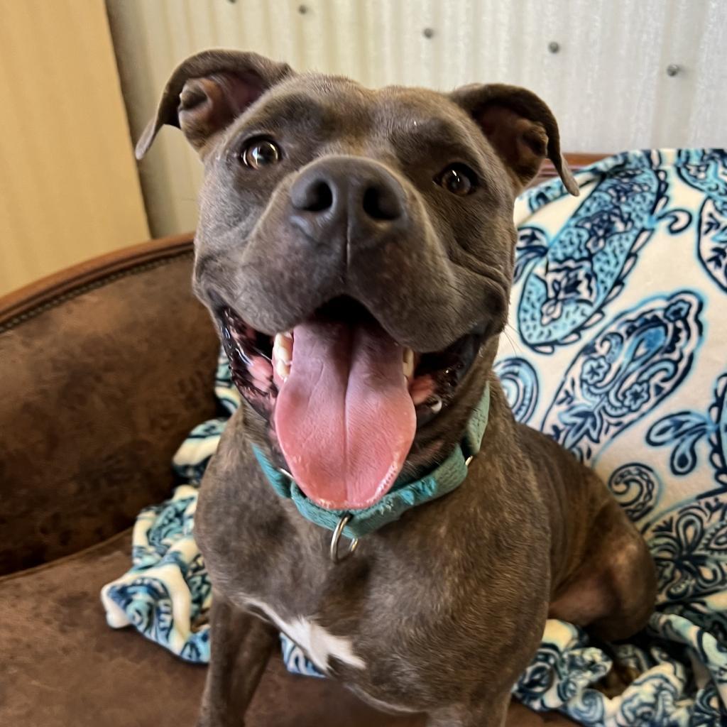 Enlarge NALA BELL, a Adoptable mixed breed in Kyle, TX image 5/6