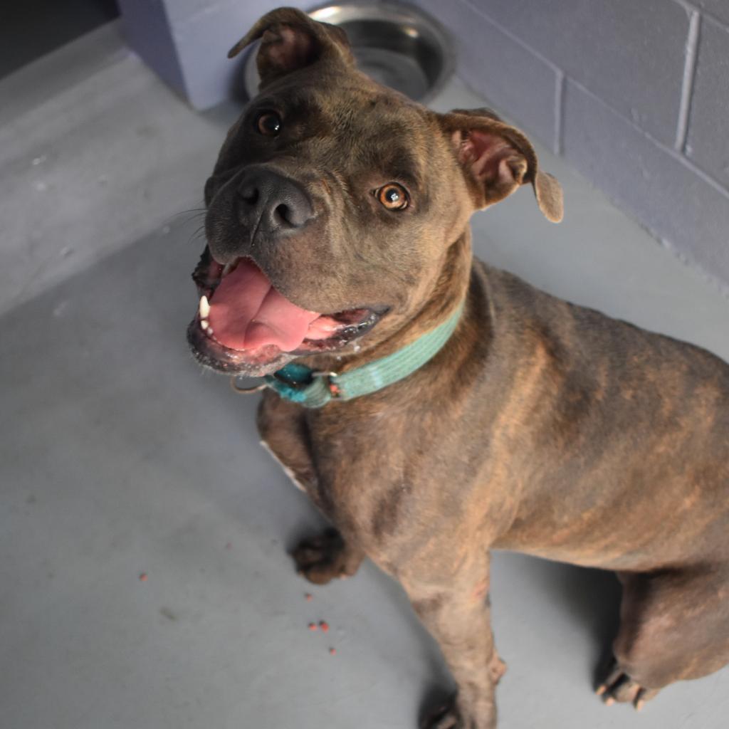 Enlarge NALA BELL, a Adoptable mixed breed in Kyle, TX image 6/6