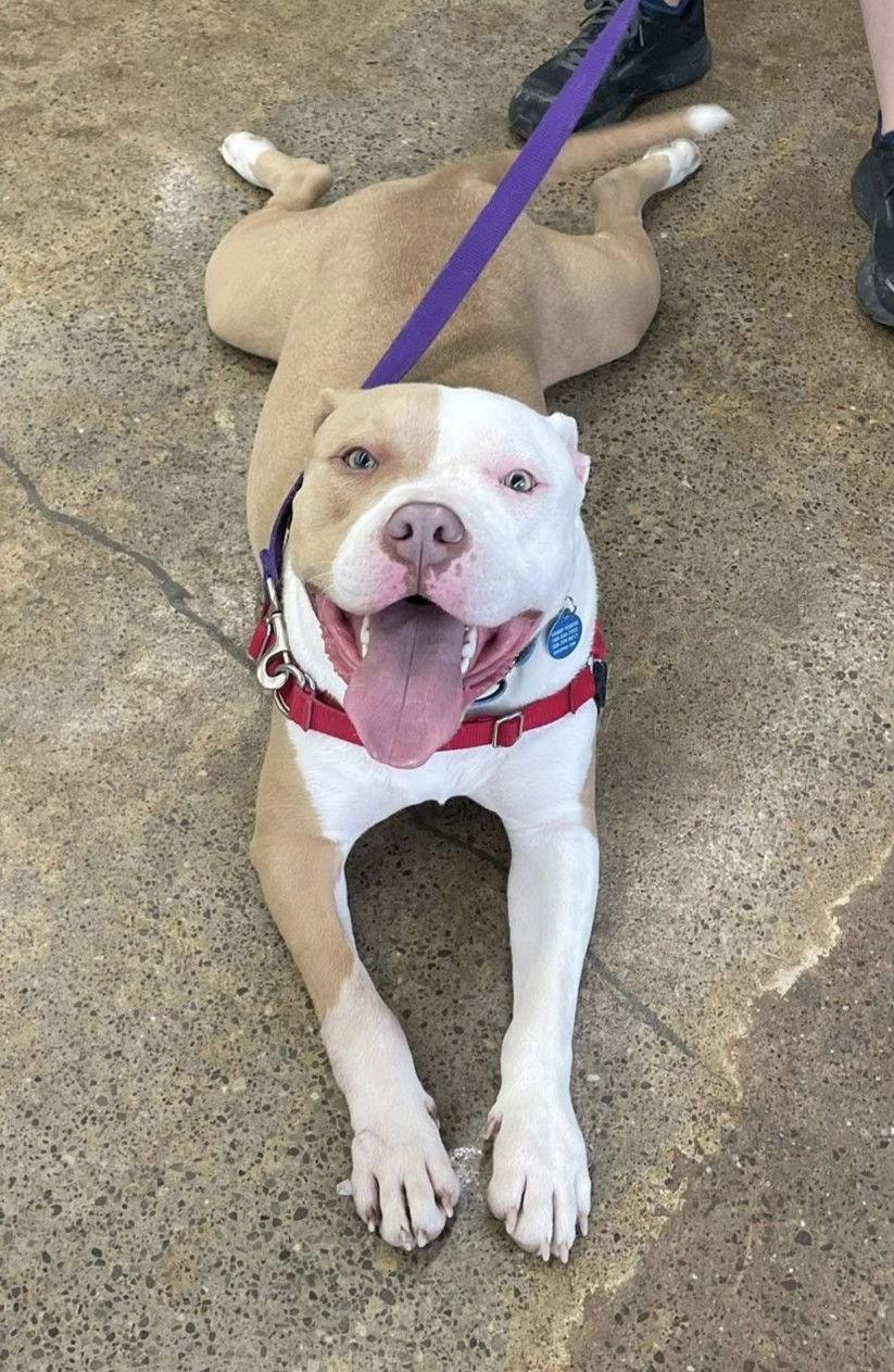 Reggie, Adoptable, Young Male Pit Bull Terrier.