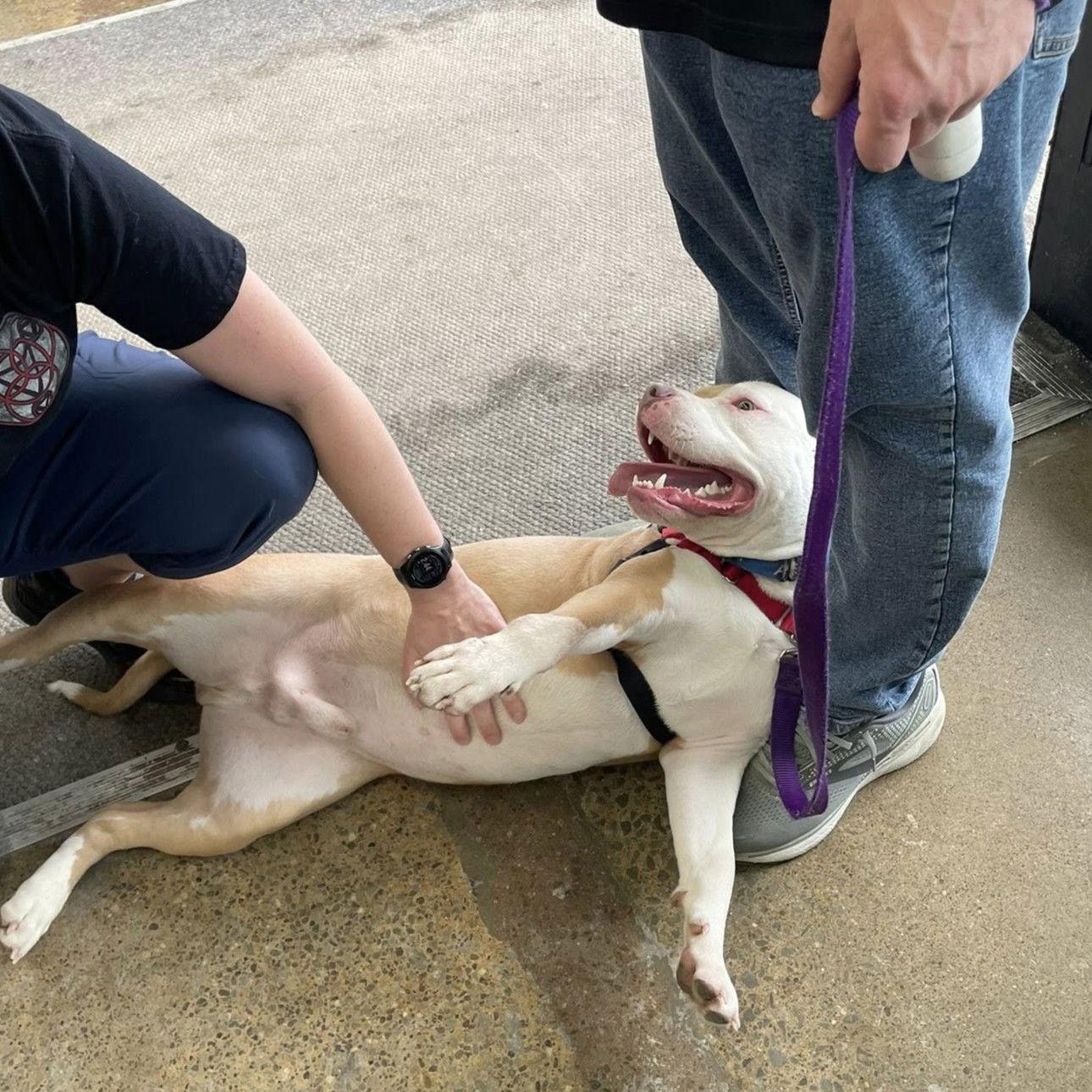 Enlarge Reggie, a Adoptable Pit Bull Terrier in Rochester, NY image 2/3